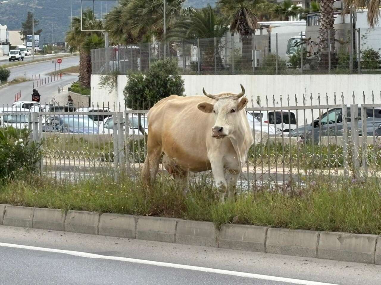 Muğla’da Başıboş İnekler Kazaya Neden Oldu 5